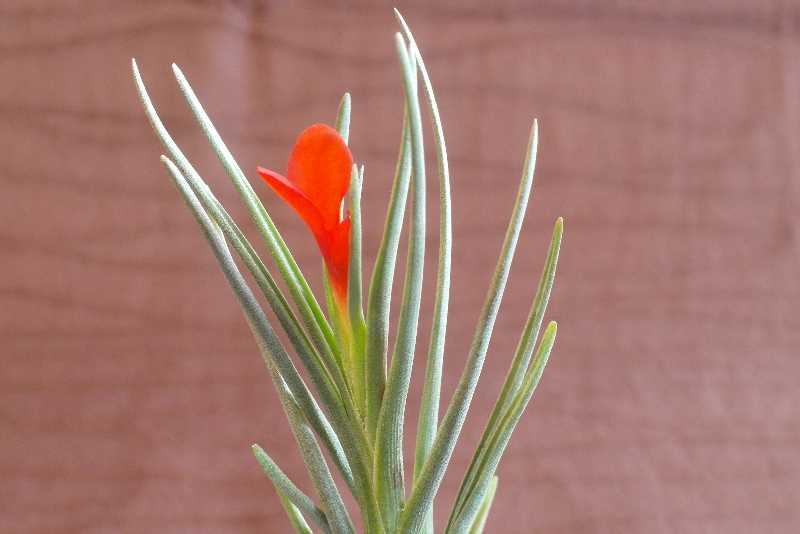 Květ Tillandsia albertiana