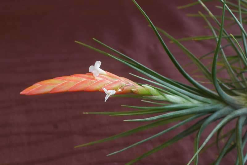 Květy tillandsia caulescens