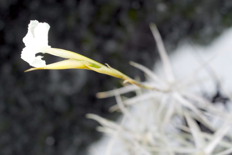 TTillandsia diaguitensis - květ, který voní